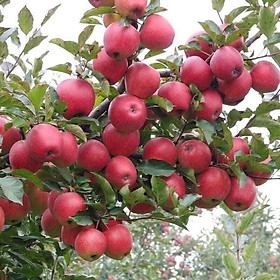 Mua Cây giống táo đỏ lùn mỹ chuẩn cây f1 siêu trái tặng 2 cây chè xanh