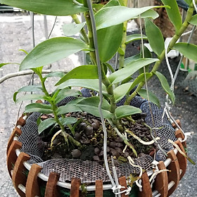 Mua COMBO 10 TÚI LƯỚI PHÂN DÊ (15-20cm) PHÂN ĐÃ QUA XỬ LÝ