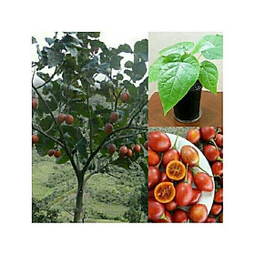 Mua CÂY GIỐNG CÀ CHUA THÂN GỖ SIÊU QUẢ  SIÊU NĂNG SUẤT SIÊU KINH TẾ- CAM KÊT GIỐNG CHUẨN F1