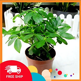 Cây ngũ gia bì  trồng trong chậu nhựa