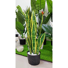 Mua Cây lưỡi hổ giả trang trí nhà cửa  nội thất - 65cm và 90cm - hàng loại 1 cao cấp