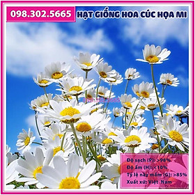 100 Hạt giống hoa cúc họa mi trắng - hạt hoa cúc chi trắng
