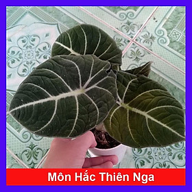 Môn Đen Lá Nhung ( Hắc Thiên Nga ) Alocasia Black Velvet (Little Queen Alocasia) - Cây cảnh mini để bàn