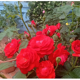 Mua Cây Hồng Lửa Sa Đéc (hồng bụi)