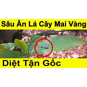 Mua Diệt sâu ăn lá cây mai vàng Fanmax 50ml  có thể dùng trên các loại hoa cây cảnh khác