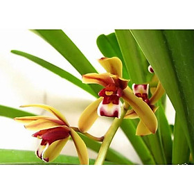 1 THÂN LAN KIẾM TIÊN VŨ HÀNG RỪNG QUẢNG NAM MẶT HOA XỔ SỐ LÀM GIỐNG