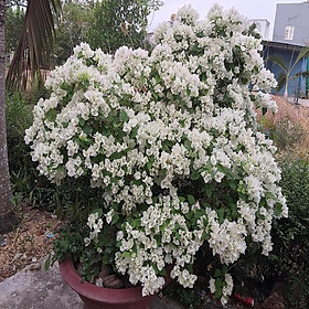 Hoa giấy trắng tuyết thái - chậu cây đang hoa, size cây to