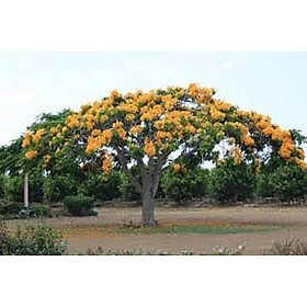 Mua cây giống hoa phượng - hoa vàng-  siêu đẹp- bền