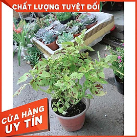 Hình ảnh Cây Lá Gấm Vàng Nhiều Người Mua