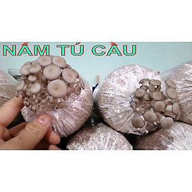 phôi nấm tú cầu