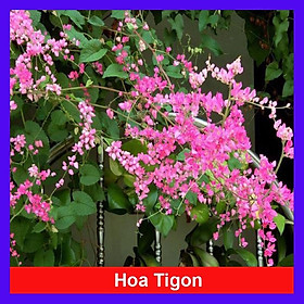 Hình ảnh Cây hoa tigon - cây cảnh vườn + tặng phân bón cho cây