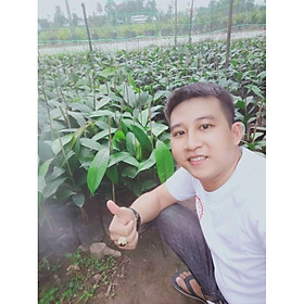 Mua cây măng cụt giống cây to giống tốt
