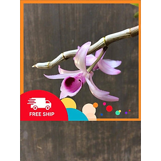 2 cây hoa phong lan - phi điệp nù tam bố