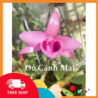 Phi điệp ĐỎ CÁNH MAI CHẤT LƯỢNG UY TÍN