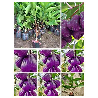 Cây giống Mận roi Tím .