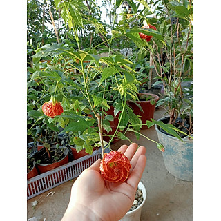 Cây hoa lồng đèn bộp hoa quanh năm