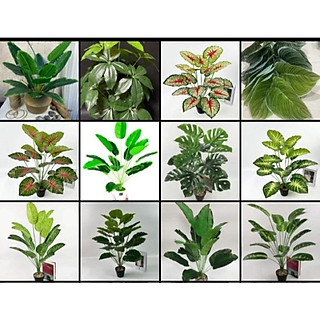 CÂY 18 LÁ CÁC LOẠI (MONSTERA, CHUỐI, LÁ MÔN,..) CAO 80CM- CÂY GIẢ DERCOR