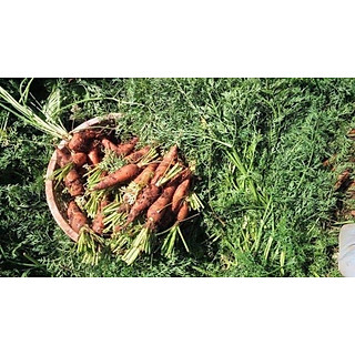 Cà Rốt Đà Lạt - 1kg