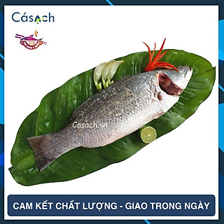 Cá chẽm làm sạch - CKFoods - 700 g - 800 g
