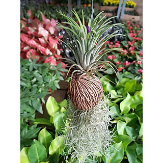 Cây Không Khí Dứa Đỏ Và Tóc Tiên