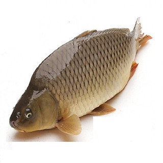 CÁ CHÉP GIÒN - 1KG