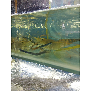 Tôm càng thiên nhiên