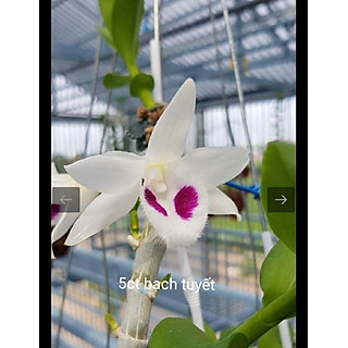 Hoa phong lan 5ct cánh trắng bạch tuyết cây cực đẹp