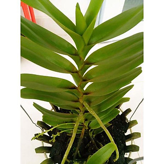 Hoa lan bạch nhạn ( cây to 40cm)+ 700g phân thỏ hữu cơ