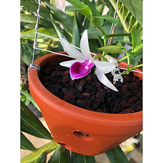 Hoa lan phi điệp bệt lâm xung cây 52 Tự Thụ