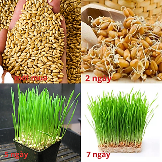 Hạt Giống Cỏ Lúa Mì (Lúa Mạch)- Cỏ Mèo