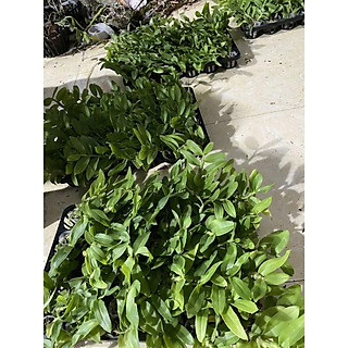 hoa phong lan phi điệp lá mít gieo hạt