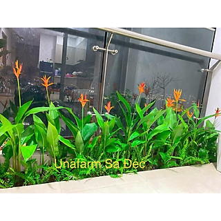 Cây Mỏ Két (nguyên bụi)