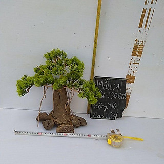 Bonsai hồ cá (gỗ lũa ) có 2mẫu