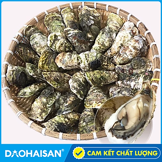 Hàu Sữa Pháp Sống ( Túi 50 con )