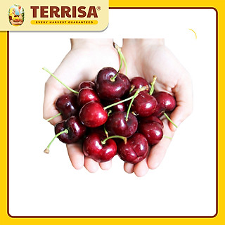 Cherry Chile Đỏ size 28 (250 g)