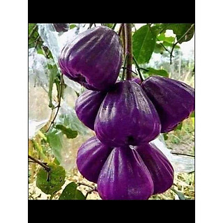 Cây giống roi tím ( mận tím)