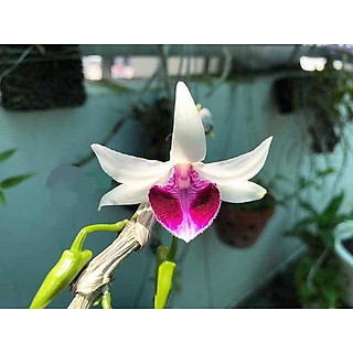 LAN PHI ĐIỆP 5 CÁNH TRẮNG VÕ TÒNG - HOA ĐẸP, CỰC HIẾM, MẶT HOA CHUẨN - HÀNG GIEO HẠT, chuẩn giống F1