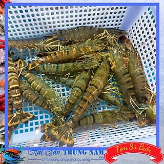 Tôm Sú Tươi Sống (25 - 30 Con/)KG