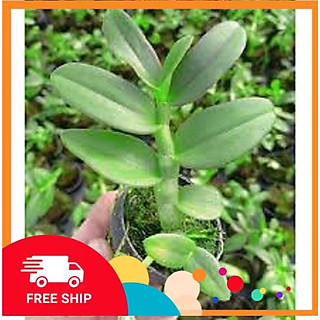 lan phi điệp đột biến 5 cánh trắng TẤN PHONG