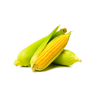 Trái bắp mỹ Global GAP (pcs)