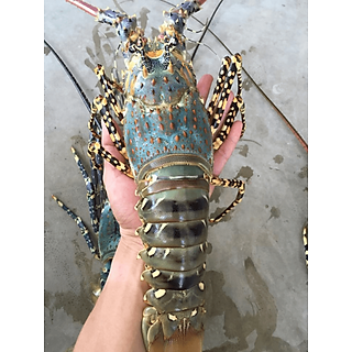 Tôm hùm xanh - 1KG