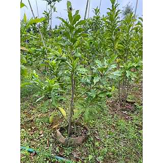 Cây vú sữa hoàng kim cam kết chất lượng