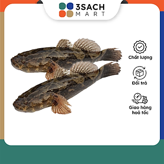 Cá Bống Tượng Sz 20-25 Con/Kg - 500g