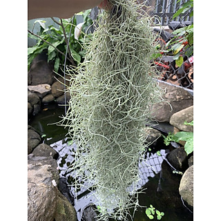 Cây không khí tóc tiên, chùm khoảng 150 đen 200 gram