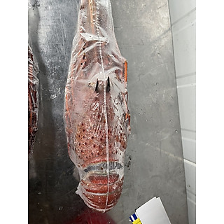 Tôm Hùm đá đỏ Úc - 1,5-2ký/con-Đông lạnh