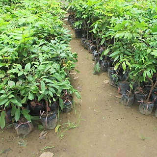 Cây nhãn tím, giống Cây nhãn tím ghép