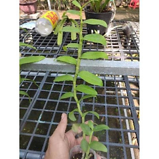 Hoa lan Giả Hạc Hồng Long ( Xuân ) ki mập khỏe ấm chậu