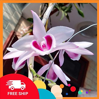 hoa phong lan, phi điệp phú thọ mắt đỏ cây đẹp sản phẩm mới