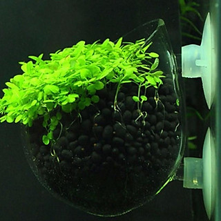 Cốc trồng cây thủy sinh- Cốc thủy tinh trồng cây bể cá