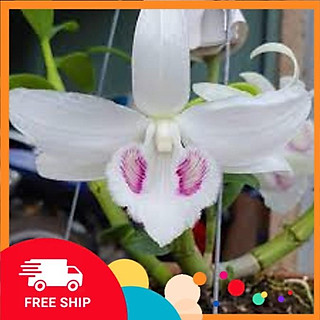 Lan phi điệp đột biến 5 CÁNH TRẮNG BẢO DUY